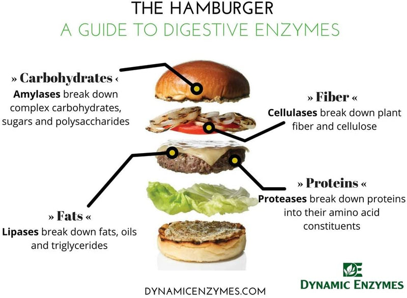 Dynamic Enzymes Eat E-Z Lipase Plus Extra Strength -- 45 Vegan Capsules
