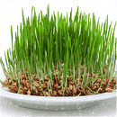 PharmaFreak Greens Freak Vanilla Chai -- 9.24 oz